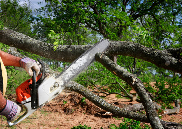 Best Seasonal Cleanup (Spring/Fall)  in Brea, CA